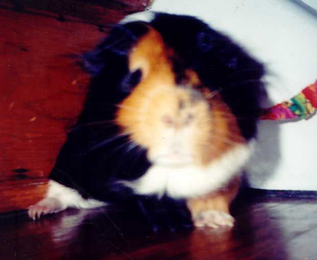 beanie.jpg
