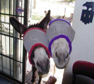 SCAREY DONKEYS