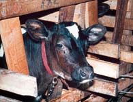 vealcalf.jpg